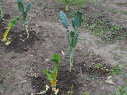 P7020046